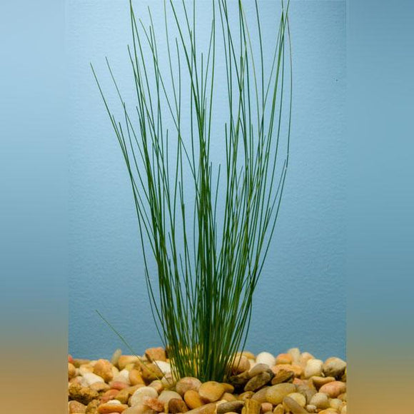 Giant Hairgrass Potted