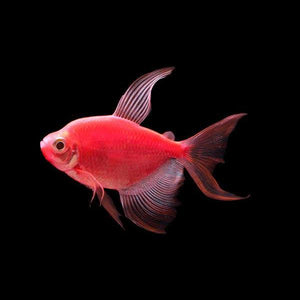 Red Long Fin GloFish Tetra