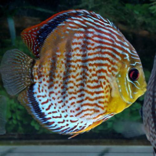 Green Tefe Discus - Wild