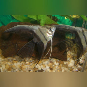 Half Black Veil Angelfish (M)