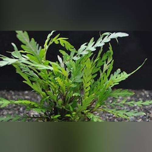 Hygrophila Pinnatifida