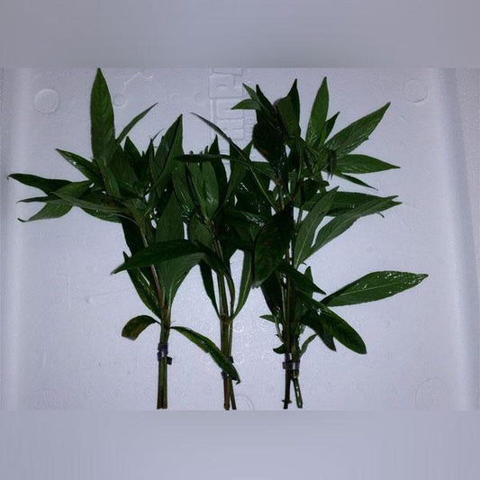 Hygrophila Willow Potted