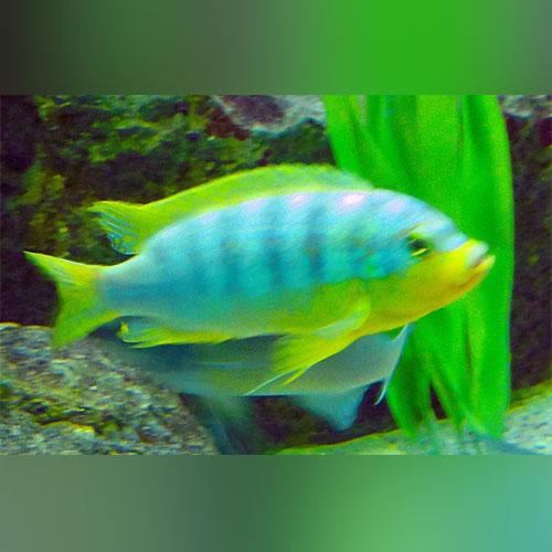Ice Blue Cichlid - AquariumFishSale.com