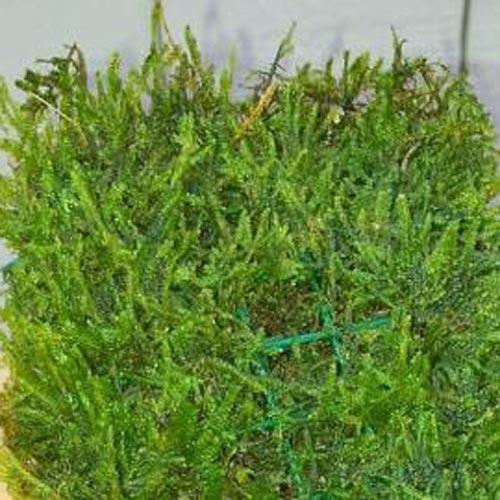 Java Moss