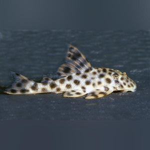 L-006 Leopard Spotted Pleco 3"