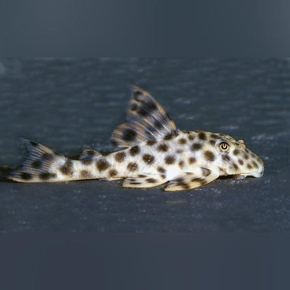 L-006 Leopard Spotted Pleco 3
