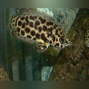 Ctenopoma - Leopard (S)