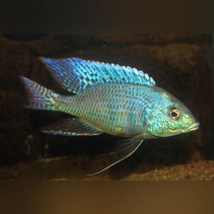 Mylochromis ericotaenia - AquariumFishSale.com