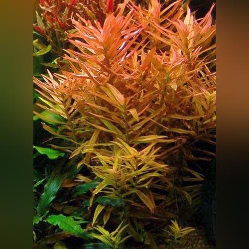 Nesaea Crassicaulis Bunched and lead weight