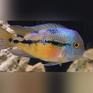 Nicaraguensis Cichlid