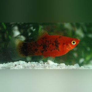 Red Painted Platy