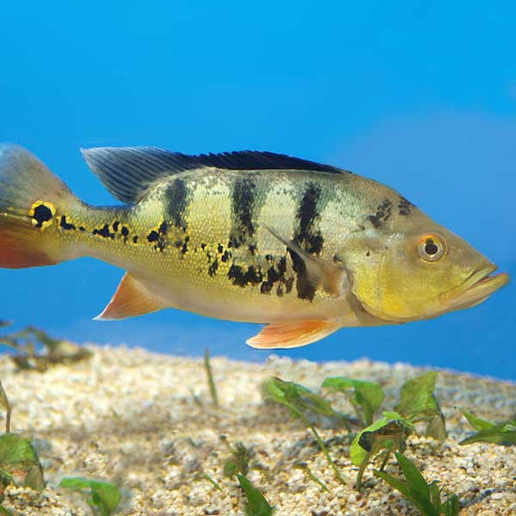 Ocellaris Peacock Bass