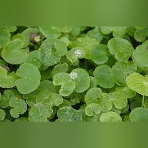 Pennywort bunched and lead weight