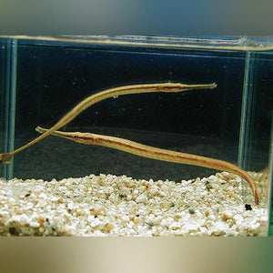 Long Mouth Pipefish