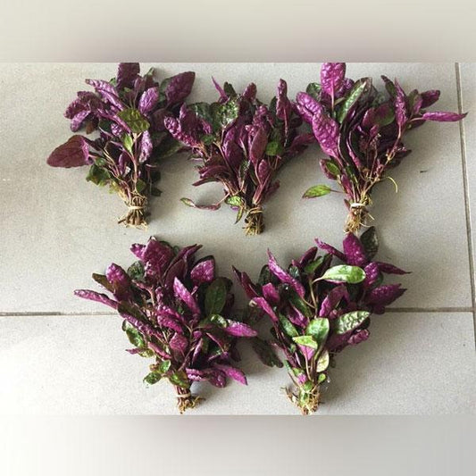 Purple Waffle bunch and lead weight