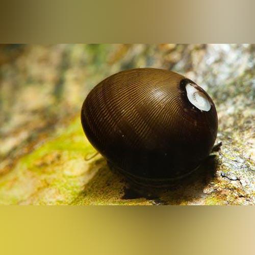 Racing Olive Nerite Snail