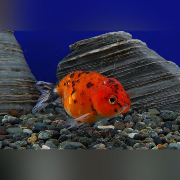 Calico Ranchu Goldfish