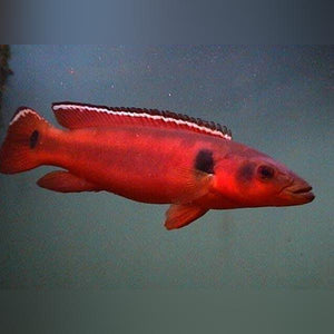 Red Atabapo Pike Cichlid - Female