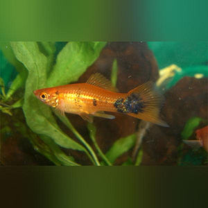 Red Calico Swordtail