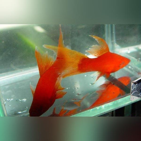 Red Red-Eye Swordtail (M)