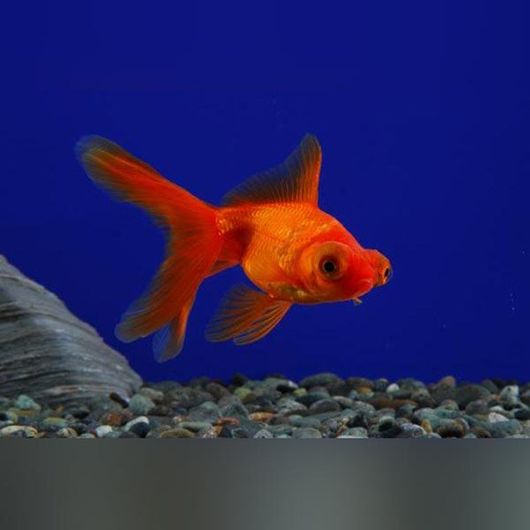 Red Telescope Head Goldfish