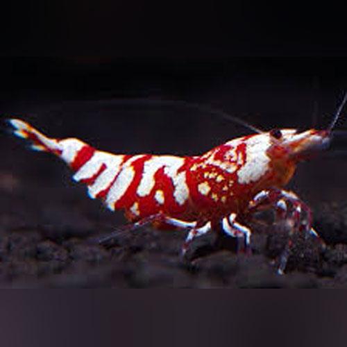 Red Tiger Shrimp  Grade S
