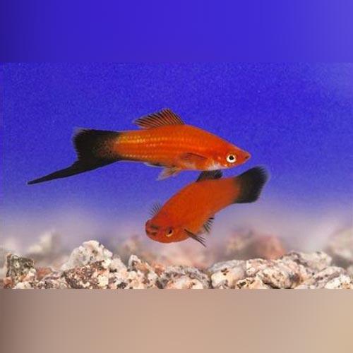 Blood Red Wag Swordtail (L)