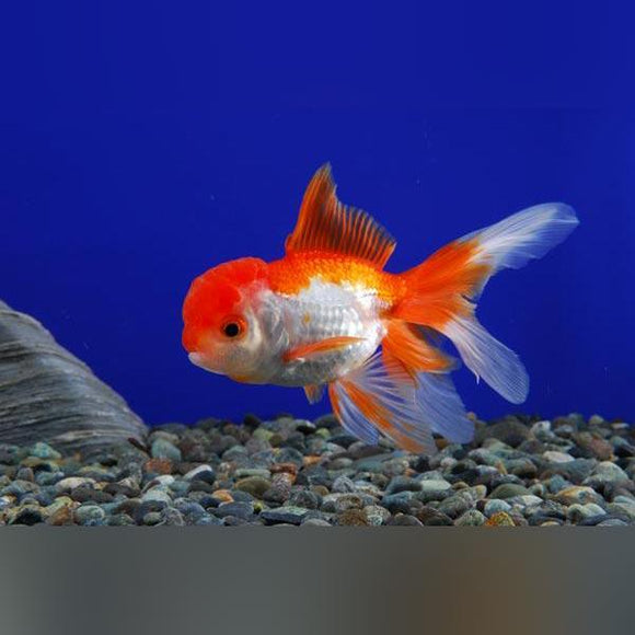 Red and White Oranda Goldfish