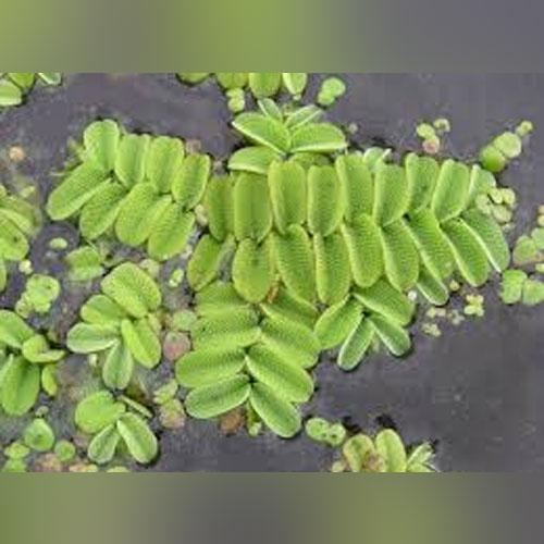 Salvinia  betta cup portion