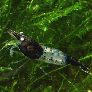 Black Carbon Rili Shrimp