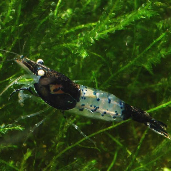 Black Carbon Rili Shrimp