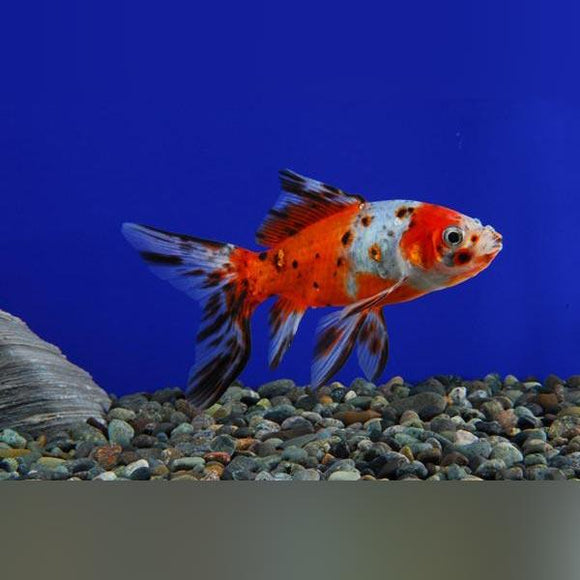 Calico Shubunkin Goldfish