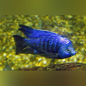 Star Sapphire Cichlid - AquariumFishSale.com