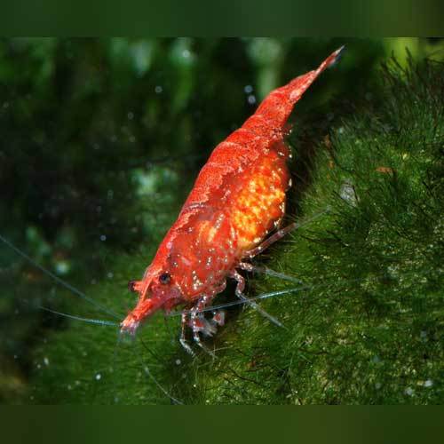 Shrimp - Super Red
