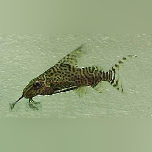 Synodontis Eupterus Catfish (Small)