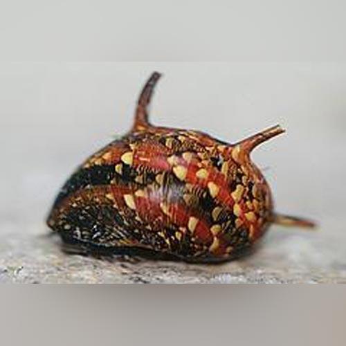 Tri-Color Thorny Snail