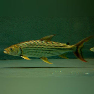 Tigerfish Vittatus