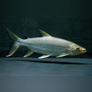 Tigerfish Goliath