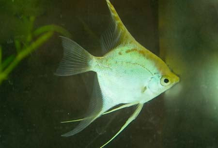 Gold Angelfish (M)