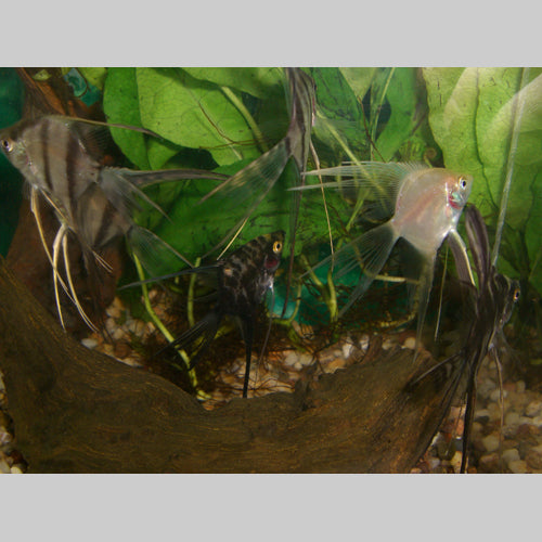 Assorted Veil Angelfish (Jumbo)
