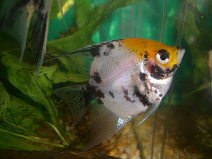 Orange Head Koi Angelfish