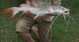 Catfish - Asian Red Tail 3
