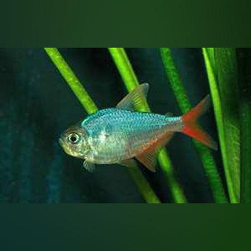 Tetra - Columbian (Red and Blue)