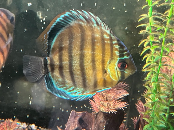 Blue Colombian Discus (Large)