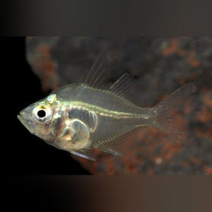 Dwarf Glass Fish