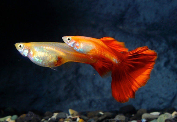 Fire Red Guppy - Pair