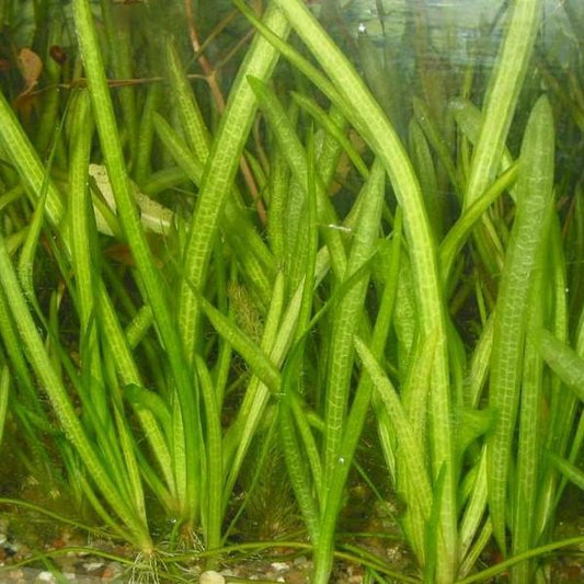 Jungle vallisneria bunch