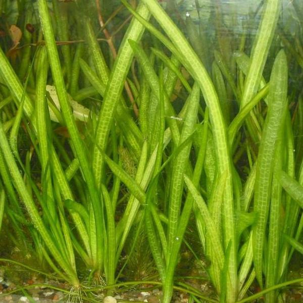 Val - Jungle