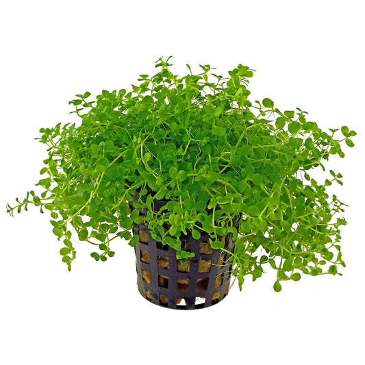 Micranthemum Monte Carlo Potted