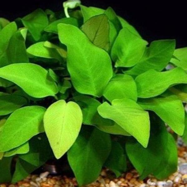 Anubias Nana Petite (Dinky)